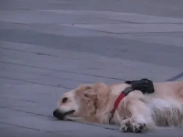 El perro escuchando música en Barcelona El perro escuchando música en Barcelona