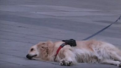 Un perro se niega a moverse hasta que un músico callejero acaba de tocar una canción