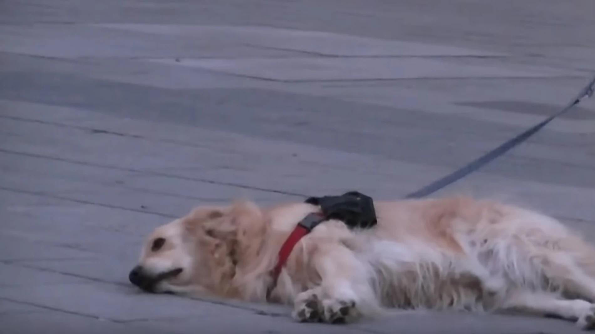 El perro escuchando música en Barcelona