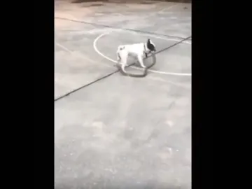 El perro escapando con la serpiente El perro escapando con la serpiente