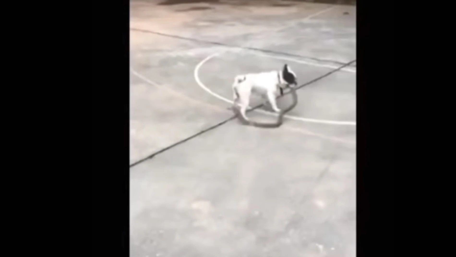 El perro escapando con la serpiente