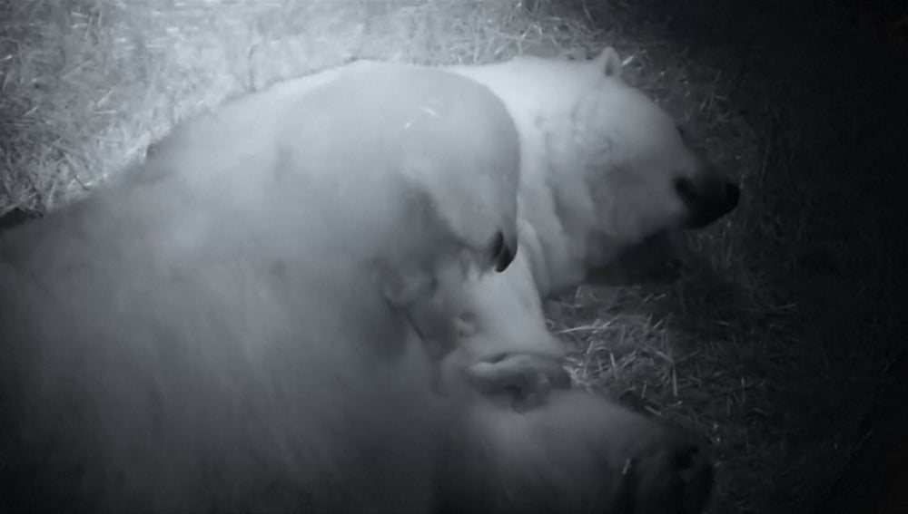 Frame 64.568 de: Nacen dos crías gemelas de oso polar en Australia