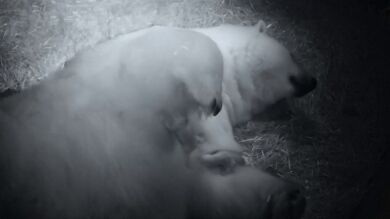 Nacen dos crías gemelas de oso polar en Australia