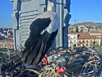 Las cigüeñas de Alcalá de Henares Las cigüeñas de Alcalá de Henares