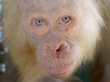 Rescatan a una orangután albina "extremadamente rara"