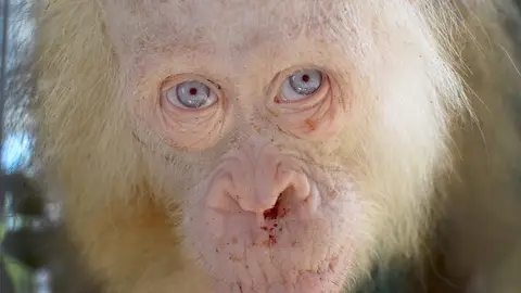 Rescatan a una orangután albina "extremadamente rara" Rescatan a una orangután albina "extremadamente rara"