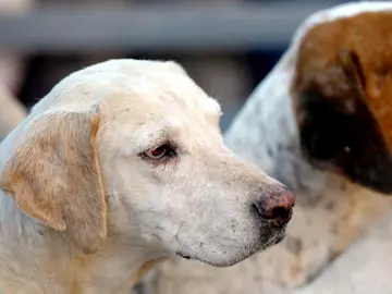 Varios perros Varios perros