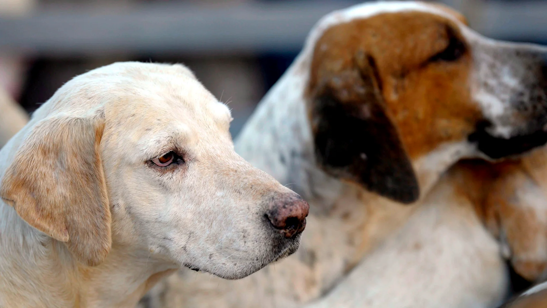 Varios perros Varios perros