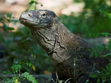 Dragón de Komodo Dragón de Komodo