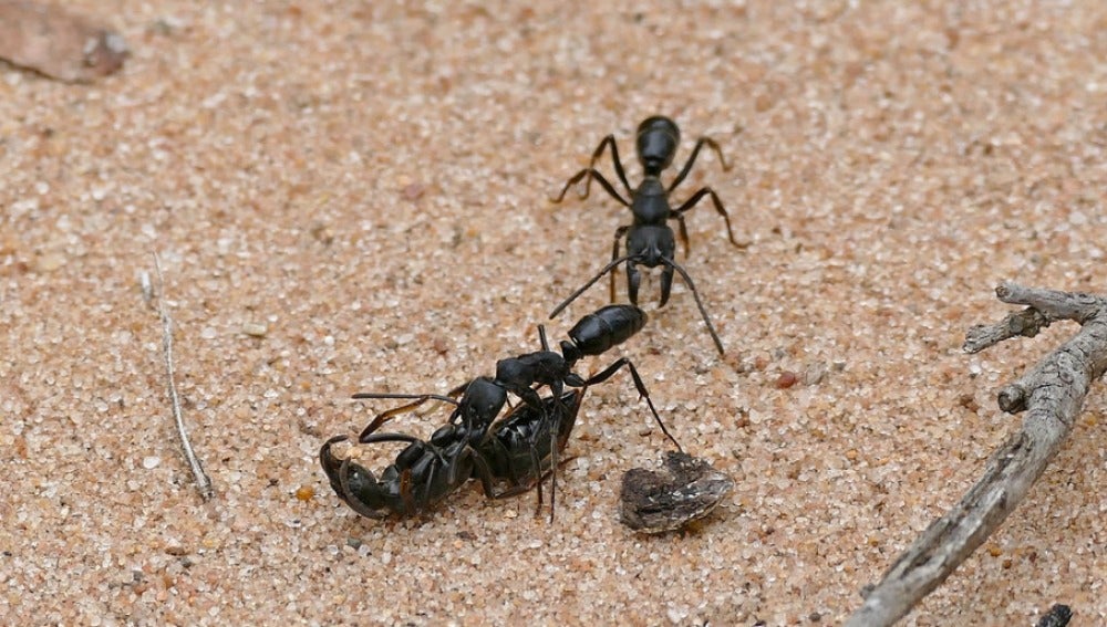 Hormigas en Sudáfrica 