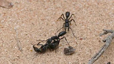 Hormigas en Sudáfrica Hormigas en Sudáfrica
