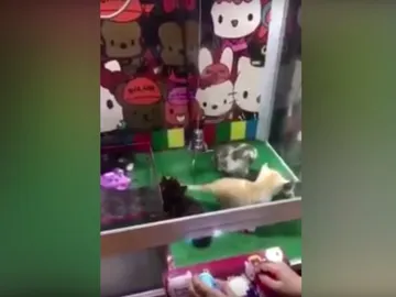 Máquina de gancho con gatos vivos dentro Máquina de gancho con gatos vivos dentro
