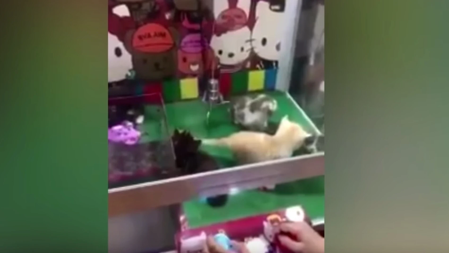 Máquina de gancho con gatos vivos dentro Máquina de gancho con gatos vivos dentro