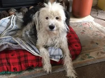 Perro rescatado de las vías del tren Perro rescatado de las vías del tren