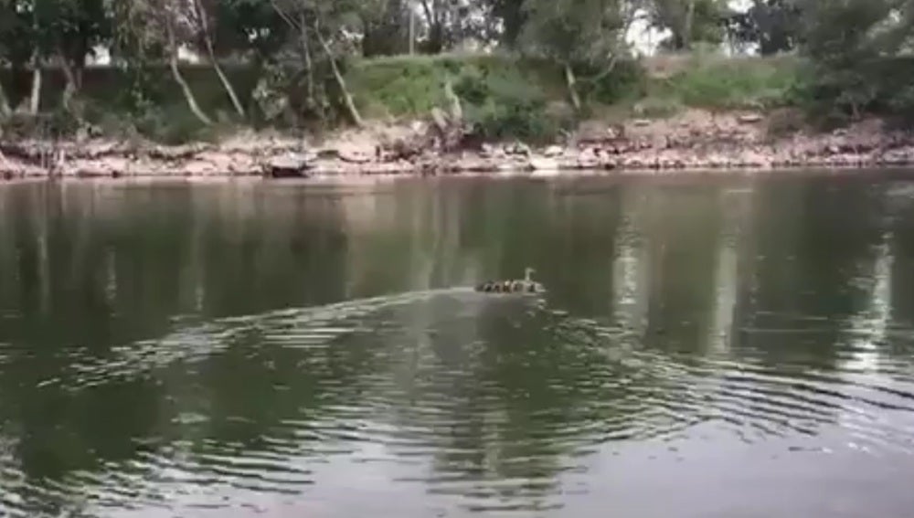 La familia de patos rescatada