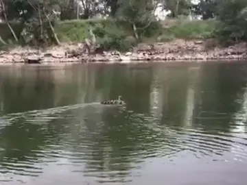 La familia de patos rescatada La familia de patos rescatada