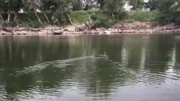 La familia de patos rescatada