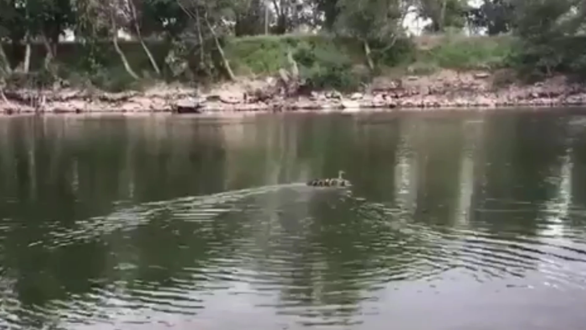 La familia de patos rescatada La familia de patos rescatada