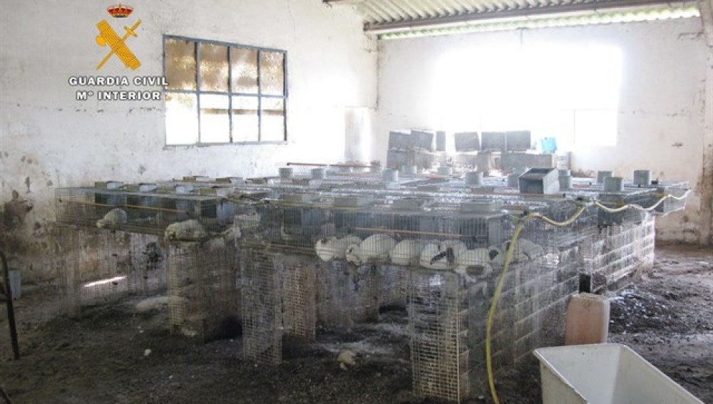 La nave en la que han encontrado un centenar de conejos muertos