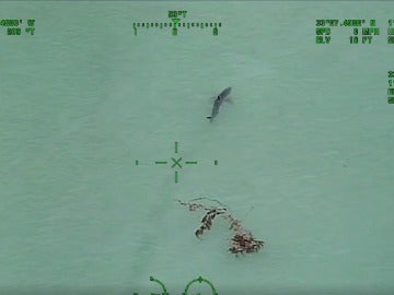 Avistan 15 tiburones blancos cerca de la playa en California 