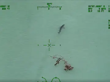 Avistan 15 tiburones blancos cerca de la playa en California Avistan 15 tiburones blancos cerca de la playa en California