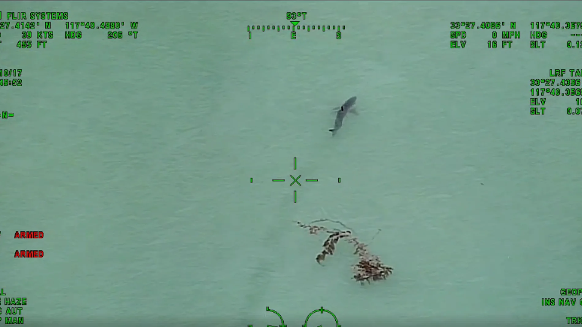 Avistan 15 tiburones blancos cerca de la playa en California Avistan 15 tiburones blancos cerca de la playa en California