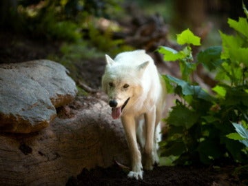 Un lobo blanco