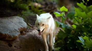 Un lobo blanco