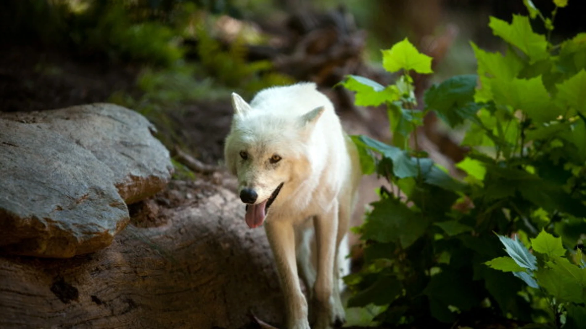 Un lobo blanco Un lobo blanco
