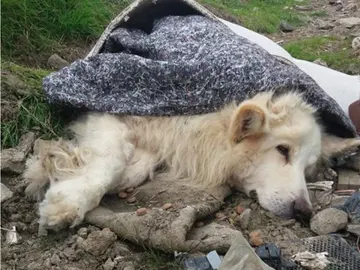 El perro enfermo El perro enfermo