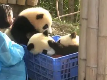 La divertida 'pelea' entre tres crías de panda por un balón de baloncesto La divertida 'pelea' entre tres crías de panda por un balón de baloncesto