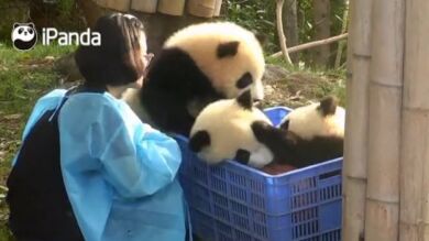 La divertida 'pelea' entre tres crías de panda por un balón de baloncesto