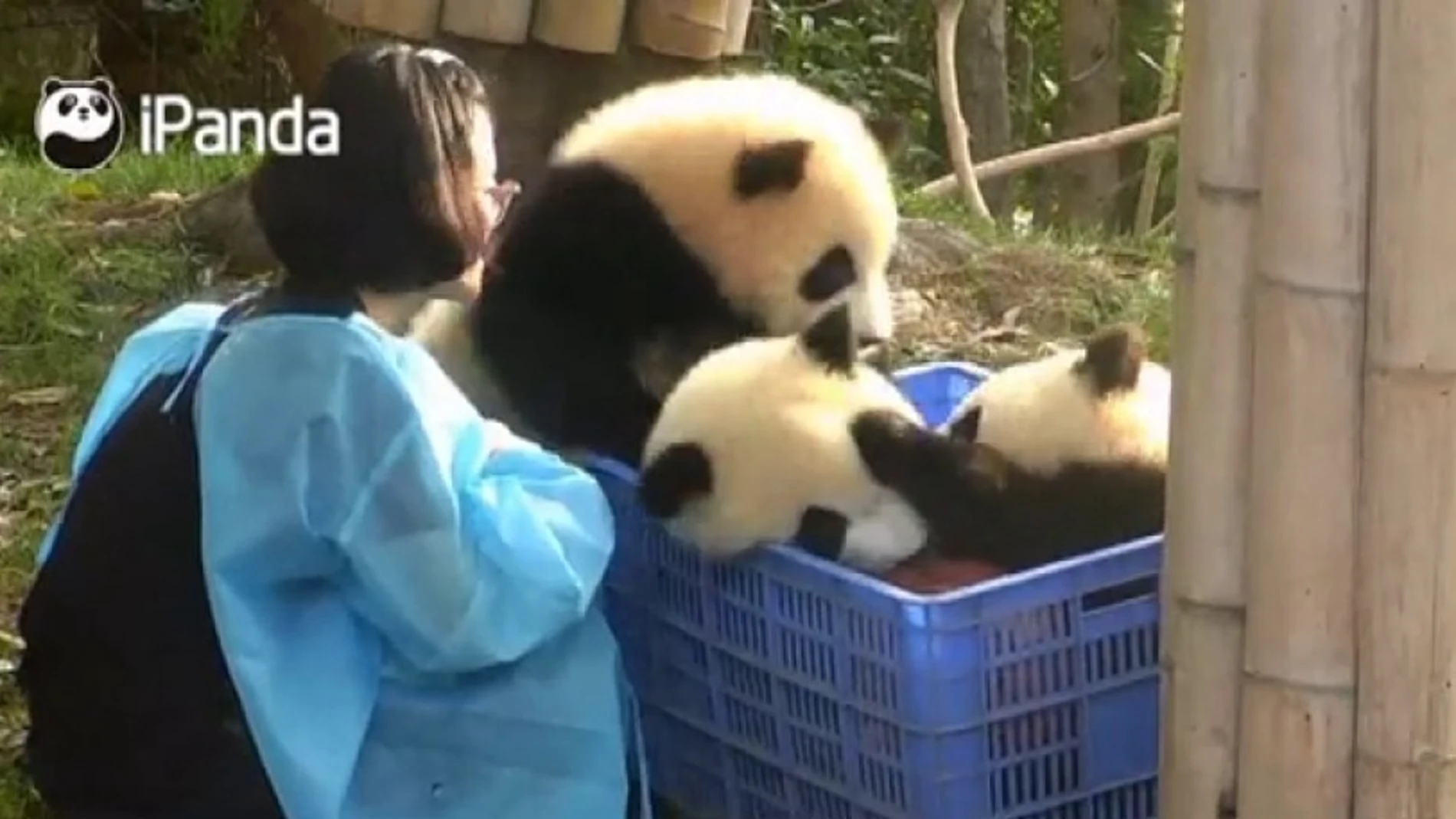 La divertida 'pelea' entre tres crías de panda por un balón de baloncesto
