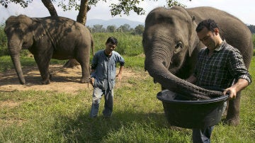 Los elefantes tienen el secreto del café más caro del mundo