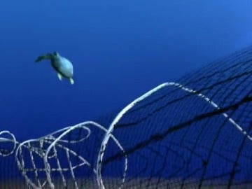 Frame 27.377777 de: México intentará reproducir en cautividad a la vaquita marina 