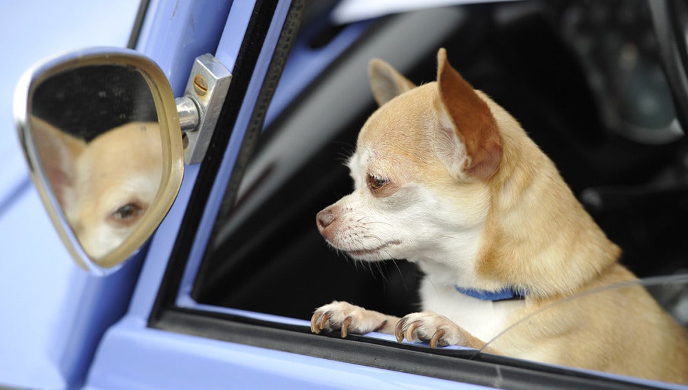 ¿Puedo llevar a mi perro en el coche durante las fases de desescalada del coronavirus?