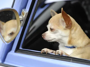 Detenido por abandonar 3 perros en un coche que fallecieron por las altas temperaturas en La Rioja Detenido por abandonar 3 perros en un coche que fallecieron por las altas temperaturas en La Rioja