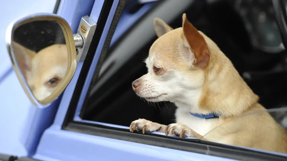 Detenido por abandonar 3 perros en un coche que fallecieron por las altas temperaturas en La Rioja Detenido por abandonar 3 perros en un coche que fallecieron por las altas temperaturas en La Rioja