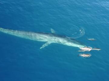 La ballena nadando con los delfines