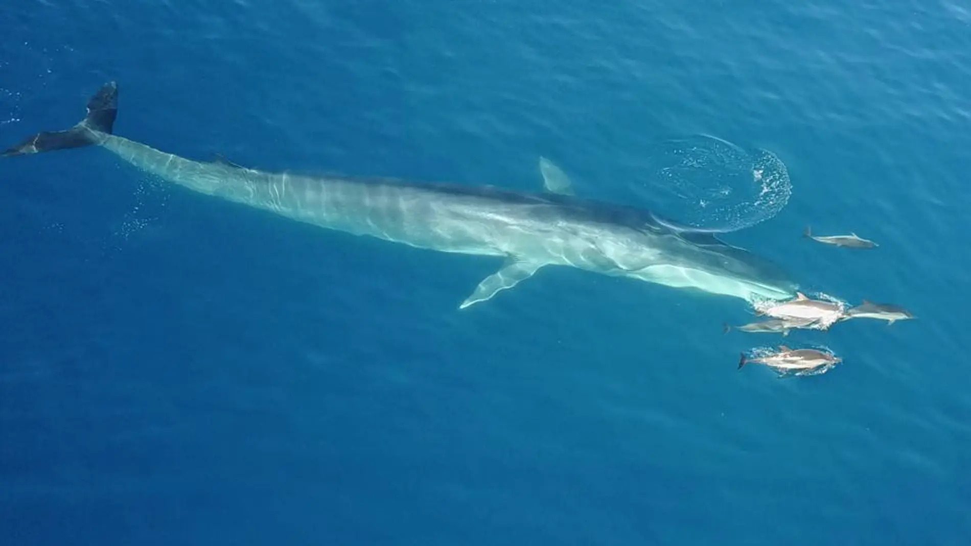 La ballena nadando con los delfines La ballena nadando con los delfines