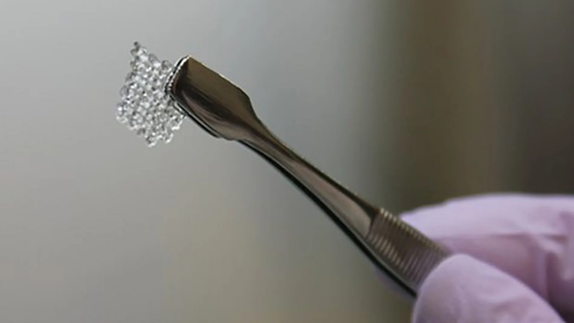 La estructura de un ovario bioprotésico hecho de gelatina La estructura de un ovario bioprotésico hecho de gelatina