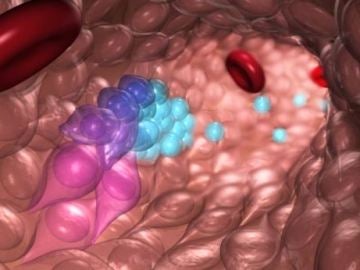 Una nueva tecnica permite crear celulas madre de la sangre en el laboratorio