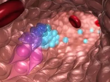Una nueva tecnica permite crear celulas madre de la sangre en el laboratorio Una nueva tecnica permite crear celulas madre de la sangre en el laboratorio