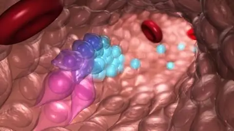 Una nueva tecnica permite crear celulas madre de la sangre en el laboratorio Una nueva tecnica permite crear celulas madre de la sangre en el laboratorio