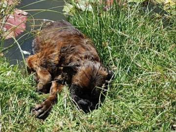 Así fue encontrado 'Eros', el perro rescatado