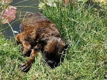 Así fue encontrado 'Eros', el perro rescatado Así fue encontrado 'Eros', el perro rescatado
