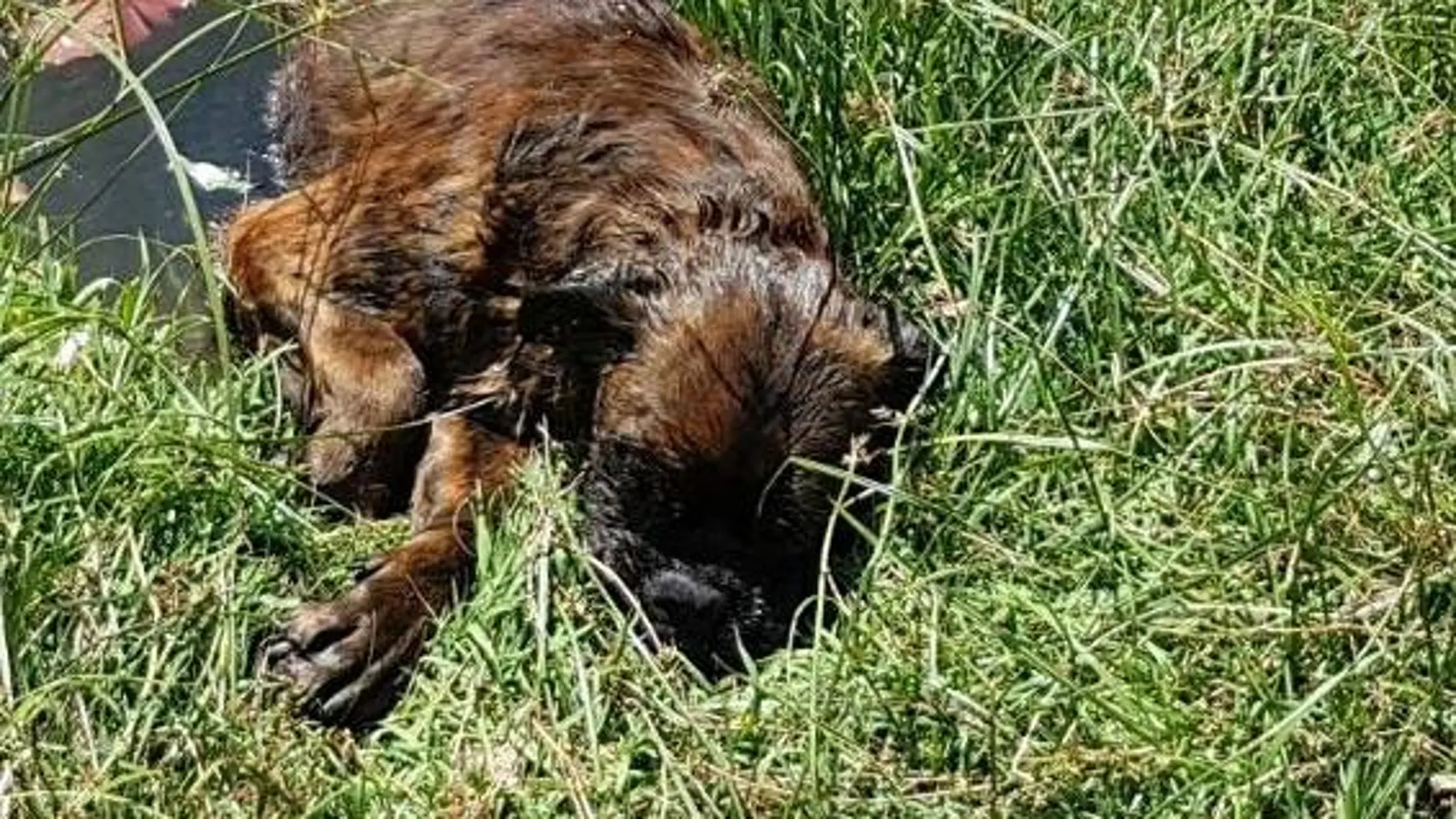 Así fue encontrado 'Eros', el perro rescatado Así fue encontrado 'Eros', el perro rescatado