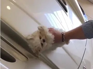 La joven limpiando el coche con su perro La joven limpiando el coche con su perro