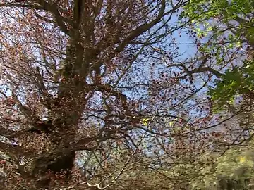 Frame 9.293769 de: El Hayedo de Montejo en peligro por las altas temperaturas y la sequía Frame 9.293769 de: El Hayedo de Montejo en peligro por las altas temperaturas y la sequía