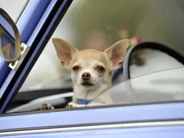 Un chihuahua Un chihuahua